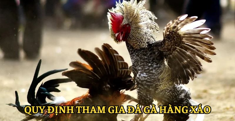 Quy định cơ bản về hình thức chọi kê hàng xáo